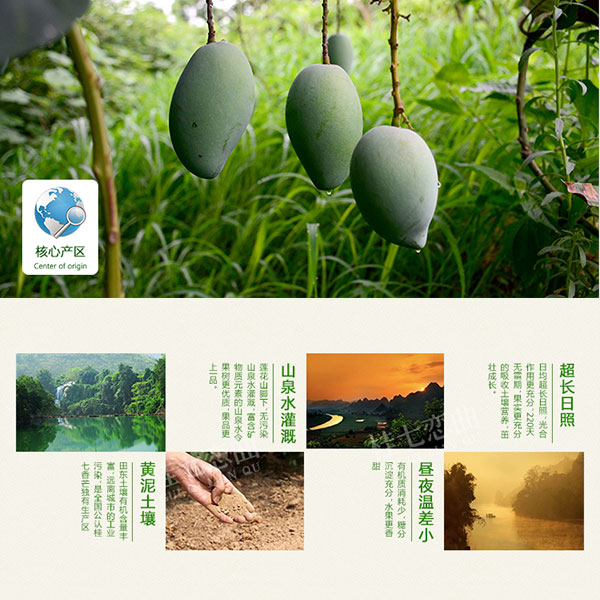 桂七芒果_04.jpg