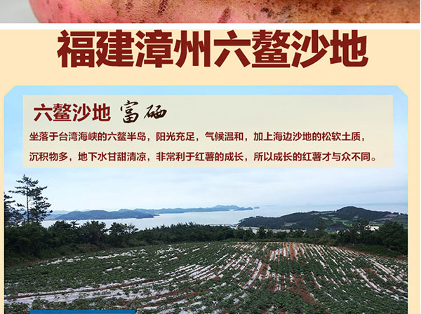 红蜜薯_07.jpg