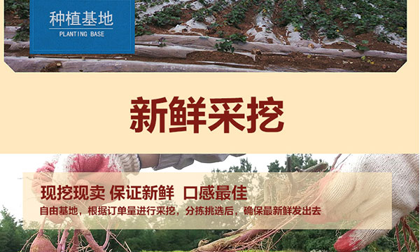 红蜜薯_08.jpg