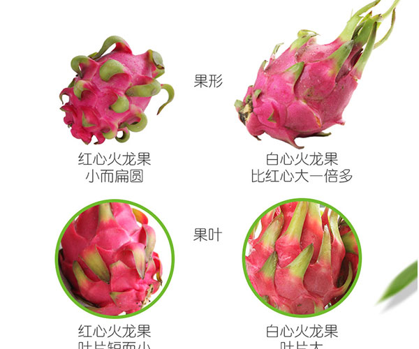 红心火龙果_05.jpg