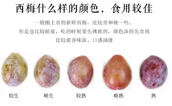 西梅_01_03.jpg