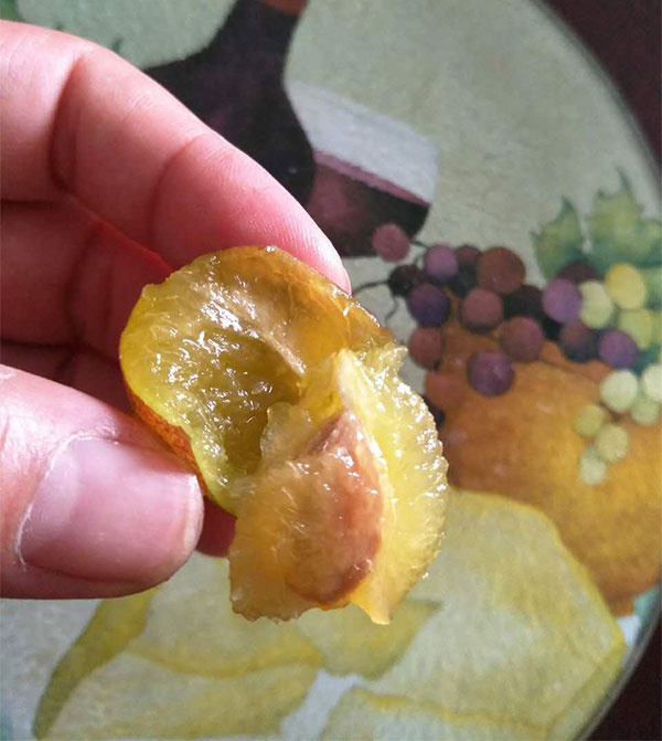 西梅_01_04.jpg