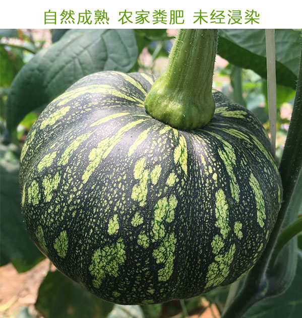 小南瓜_03.jpg