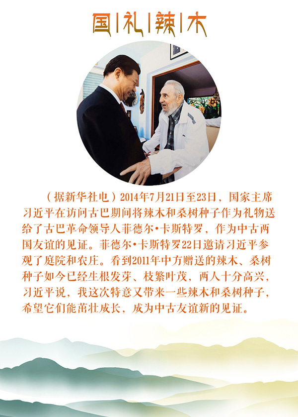 辣木炖料包8-12_09.jpg