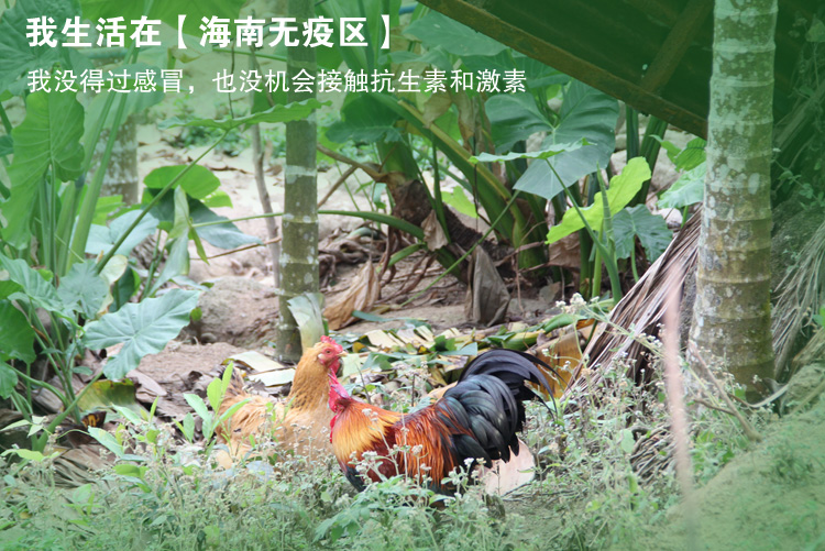 益智鸡-月子套餐_08.jpg