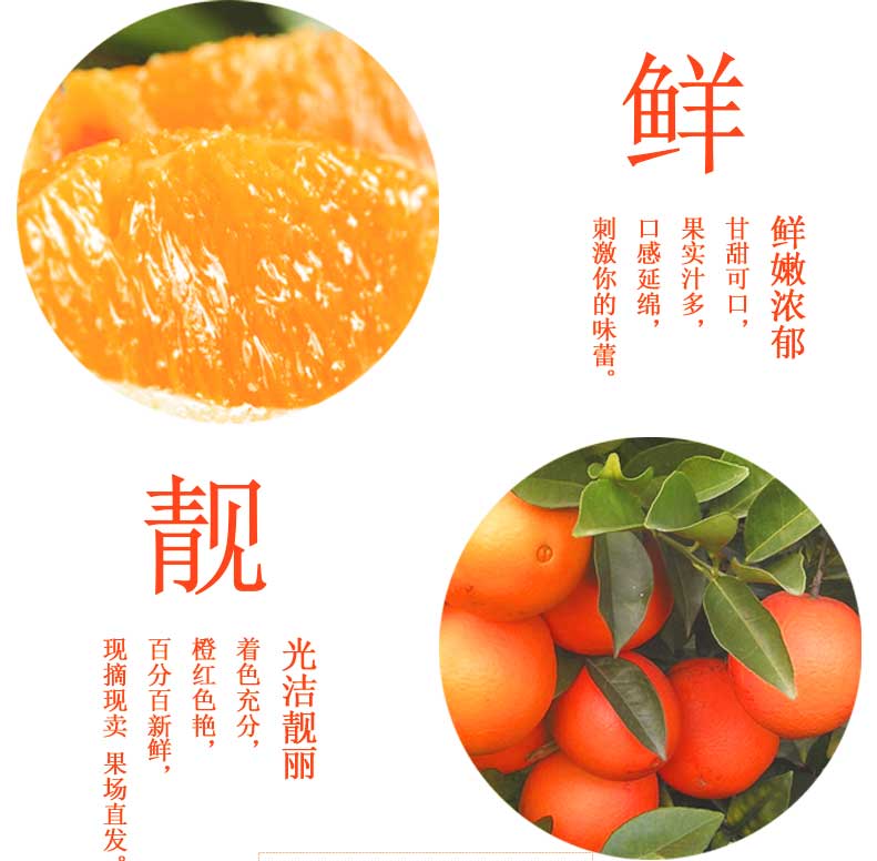 淘宝主图2终稿_04.jpg