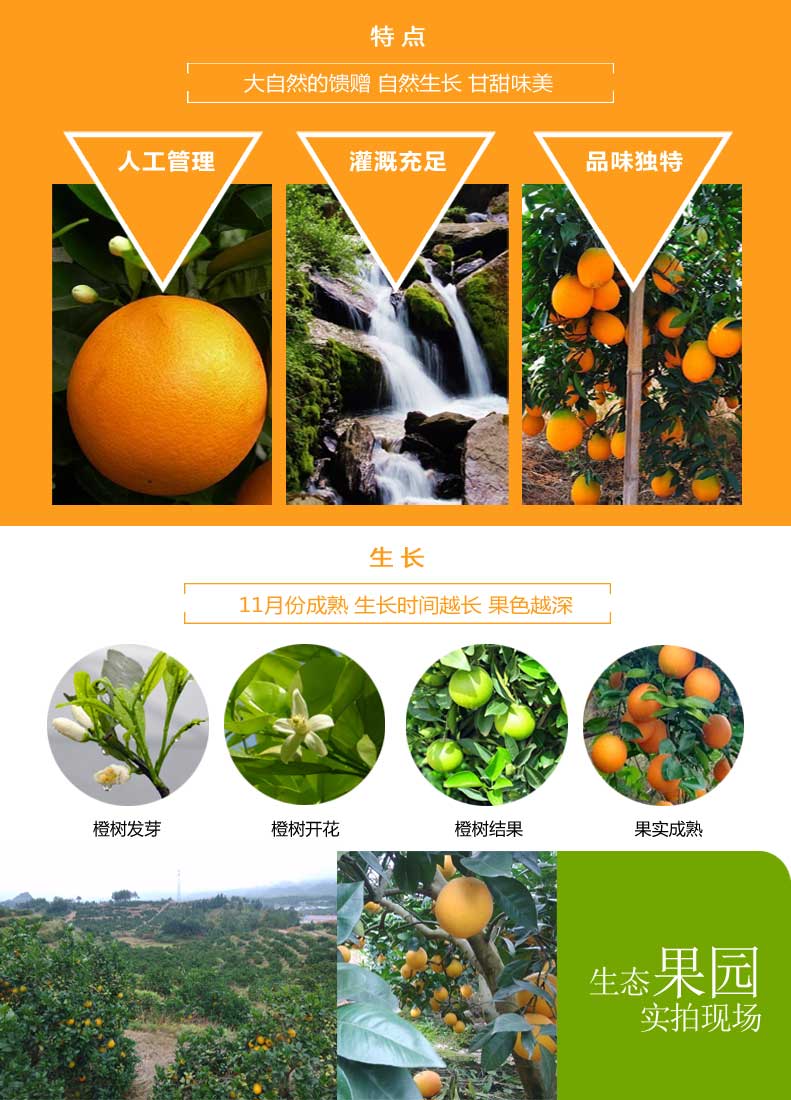 淘宝主图2终稿_06.jpg