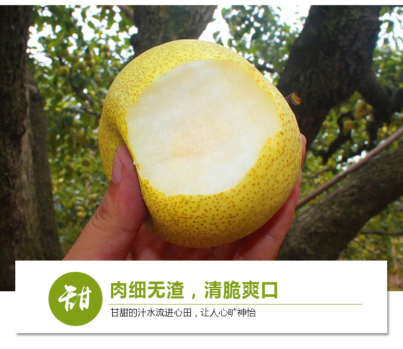 果丞3 拷贝.jpg
