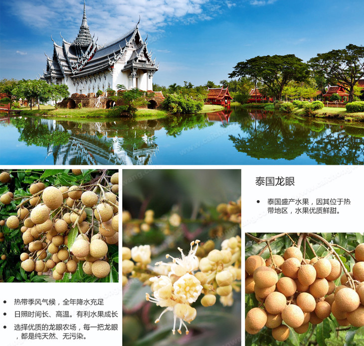 龙眼3.jpg