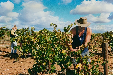 1520498237994078326.jpg Harvesting_Descendant_Viognier.jpg