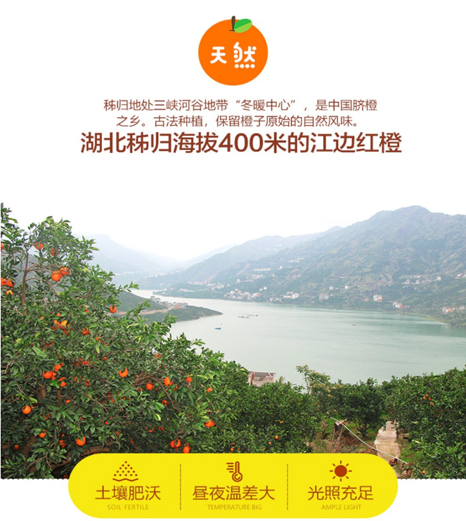 秭归红橙6.png