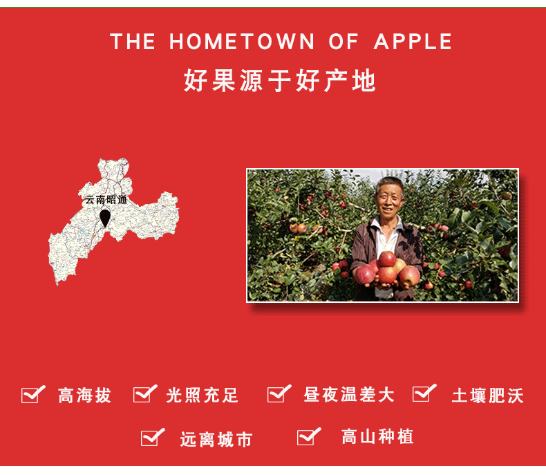 昭通苹果10.png