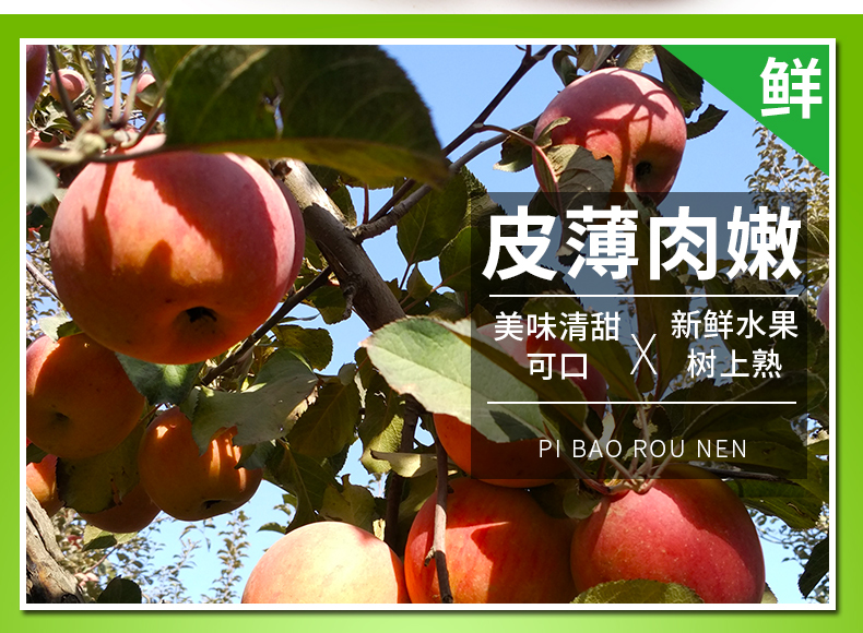 昭通苹果18.jpg